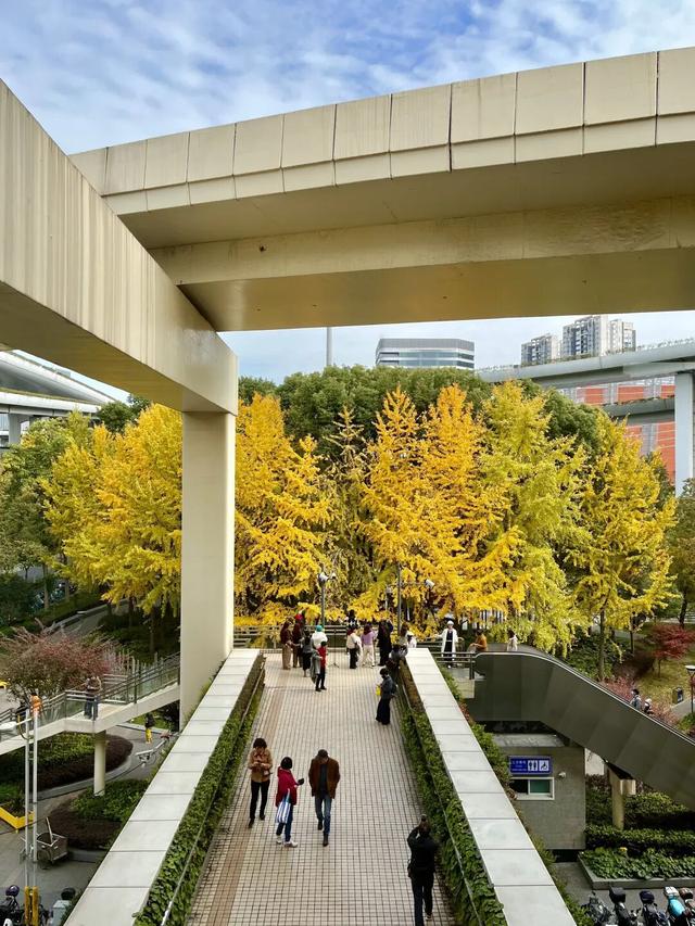 美翻了！苏河湾“红枫天桥”上线！更多金色、橙色、赭红色正在路上……来看↗