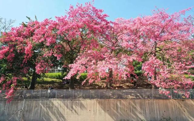 粉色花海，已开遍龙华