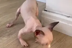 新瑞鹏传承公益担当，旗下美联众合转诊中心暖心救治患病猫咪图片
