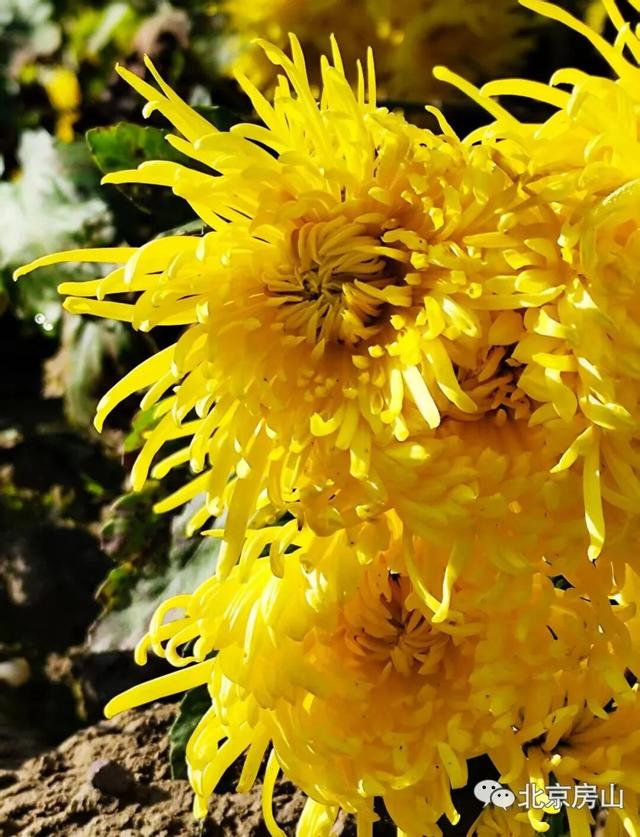 多彩京秋各区巡游 |房山区美翻了！秋日限定~