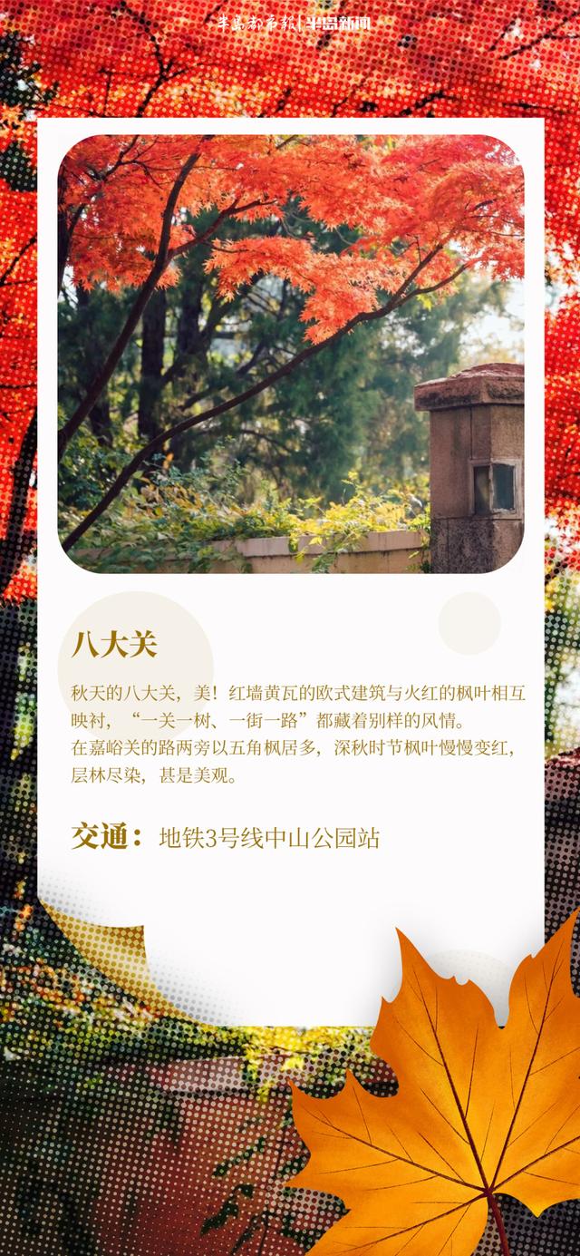 AI长图站｜青岛“枫”景上线！跟着地图，探寻“红叶秘境”