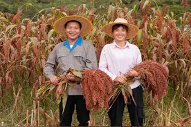七类风味物质，解密国台酒的香气之谜图片