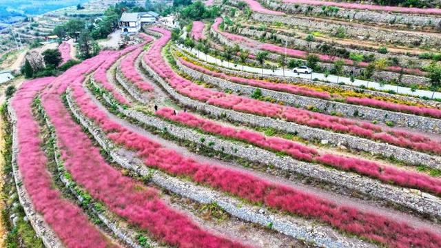 四季流转 多彩枣庄 | 云霞落梯田 粉黛乱子草织就山间浪漫