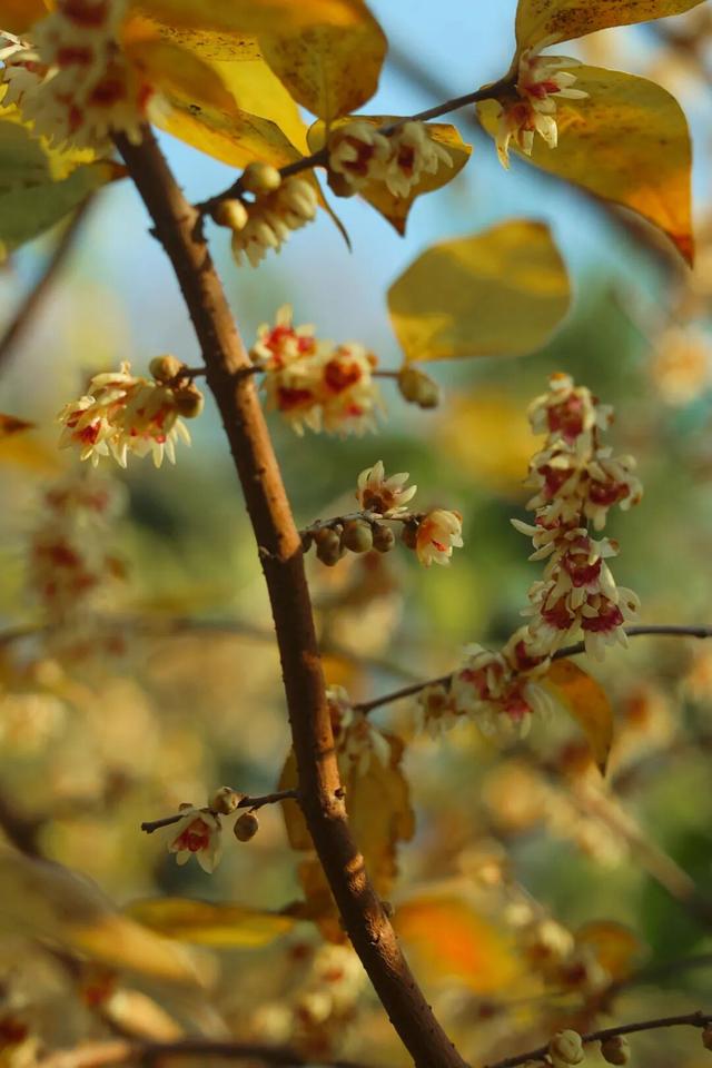 蜡梅初绽，来顾村公园遇见2026第一缕香！