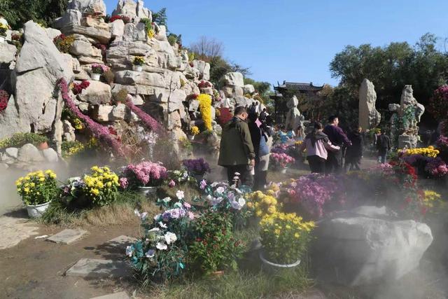 从“假日爆红”到“全年常红”！聊城度假区以菊花展持续“实力圈粉”