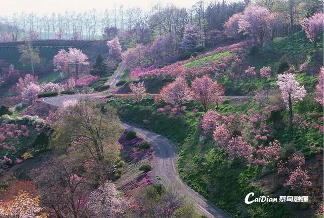 蔡甸后官湖14座山体将变身“花果人家”，春华秋实四季皆景