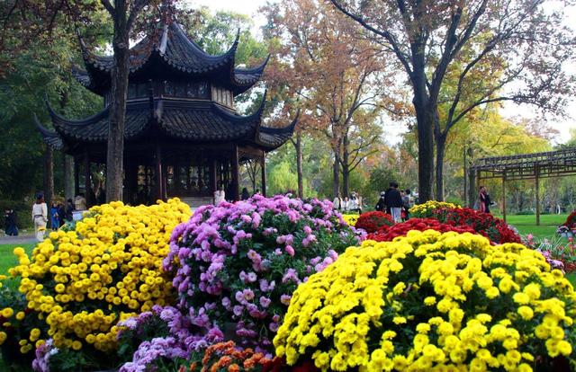 江苏苏州：菊花在寒意中傲然盛开