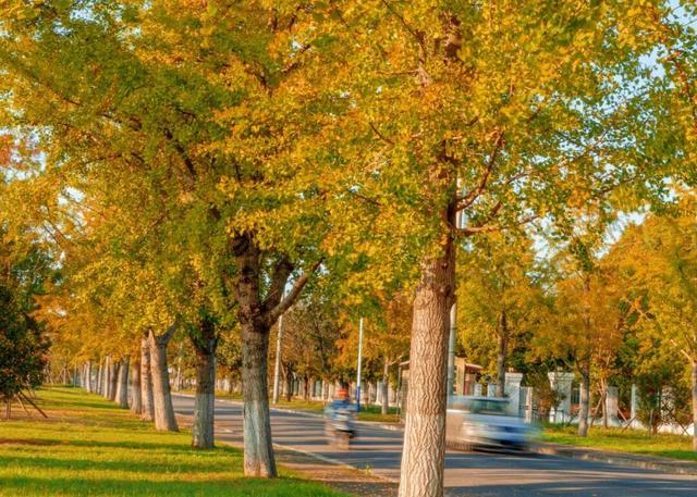 来崇明新海镇，邂逅鎏金般的美好