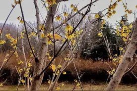 众拍 | 沭河公园迎春花盛开图片