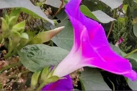 写给孩子读的小诗/打碗碗花图片