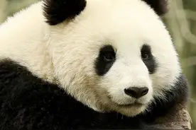 【追忆】从胡锦矗留下的实物看“大熊猫之父”的科研人生||杨晓江图片