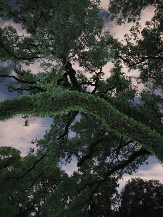 收藏这篇就够了！本地人私藏的广州逛吃指南