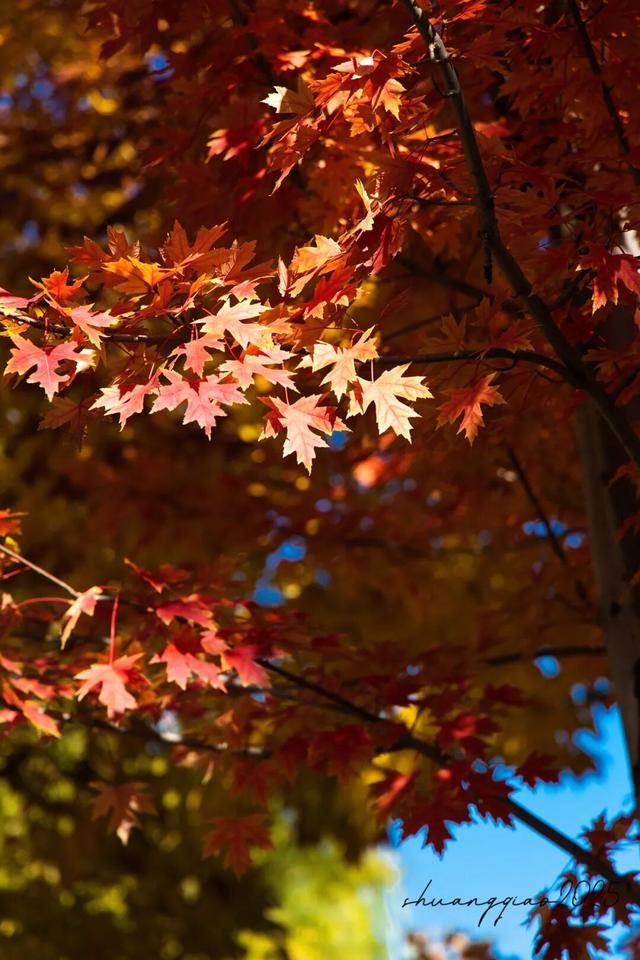 副中心的秋日画板已备好，等你来上色！