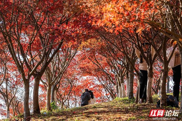 藏在长沙的冬日惊喜：乐喜湖的草木，还在演绎秋的余温