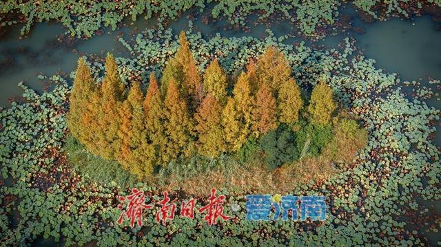 一年四季 泉在济南丨济南森林公园，秋日绘就斑斓盛景