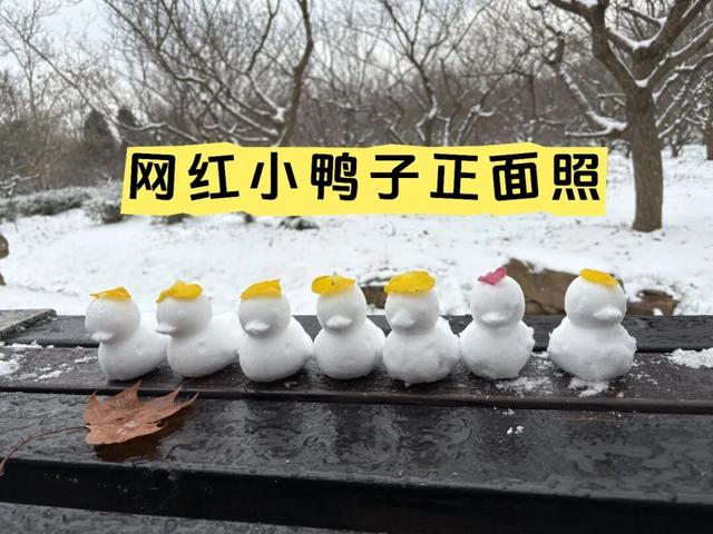 南京明孝陵的梅花开了！这波雪景据说能维持到明天早上，网友：梅花和雪太配了
