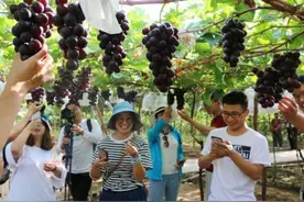 第38届大泽山葡萄节“葡”写振兴甜蜜新篇章图片