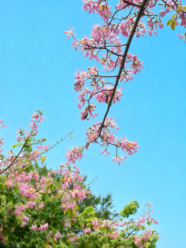 粉色花海，已开遍龙华