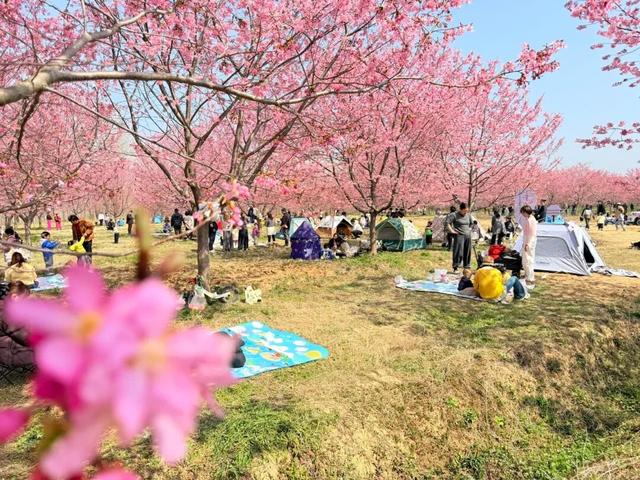 第四届全椒县马厂镇樱花季正式开幕