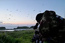 为博同情！BBC野生动物摄影师承认部分故事造假图片