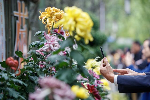 千株万朵菊花开，深秋又有春意来