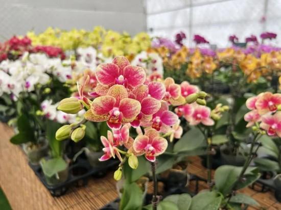 2026沪上年宵花市开逛！“花”式逛出新年味