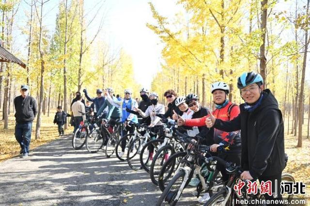 河北曲周举办“骑聚千年凤城 共赏银杏美景”主题骑行活动