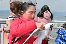 又有两名游客抓海鸥拍照！警方：已移交相关部门图片