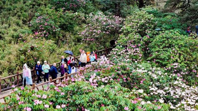突破百万！瓦屋山【百万锦鲤】宠粉福利，11月30日揭晓这份专属幸运～