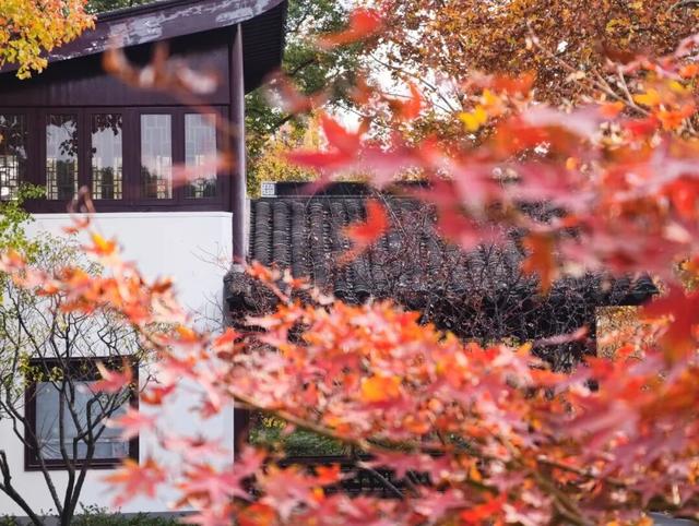 在静安，藏着一处红枫黛瓦的冬日中式美学“顶流”，猜猜在哪里？