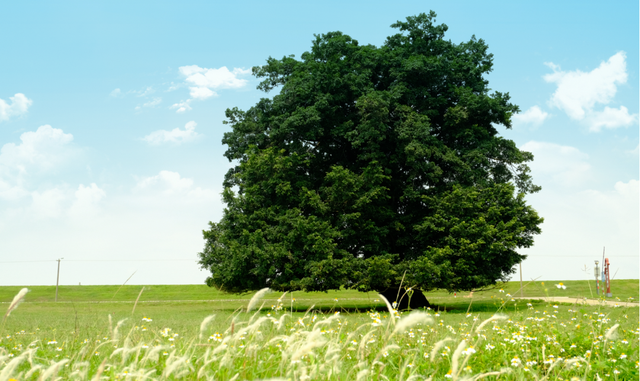 周末 ，宜回归自然！三水露营宝地推荐来了！