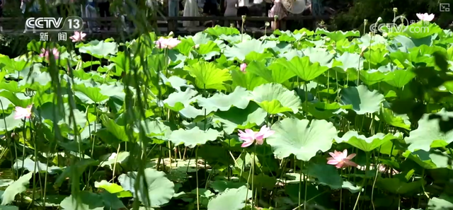“凉爽+产业”拉动消费“花”样翻新，“荷”你相遇让老产业焕发新活力