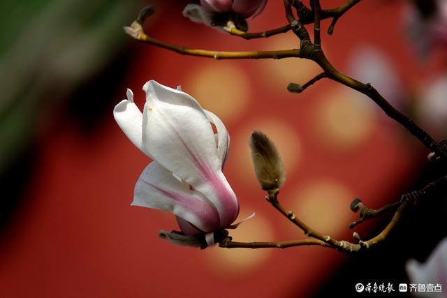 赏花正当时！趵突泉玉兰花开，与泉水共绘春色