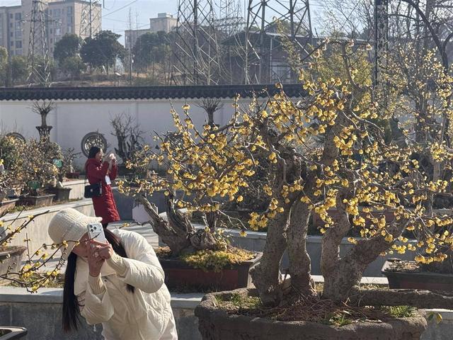 蜡梅花开香满园