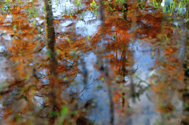 解锁冬日专属浪漫  三家村水库水杉林如诗如画