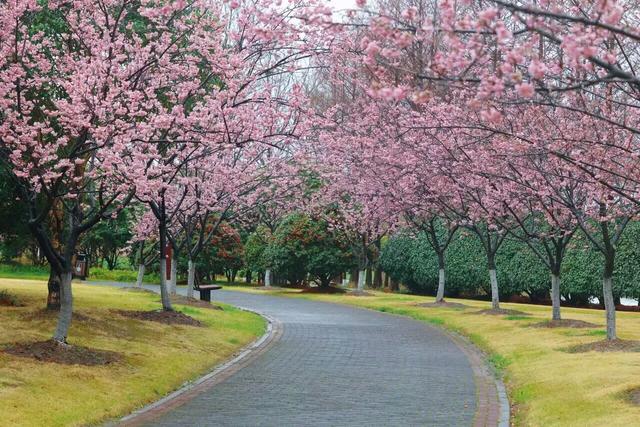 早樱盛放，中樱萌动！顾村公园樱花观赏指数及全攻略发布