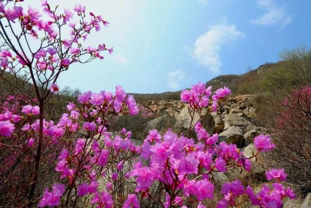 来怀柔“上春山”线路五：一路向北，邂逅春日山色与璀璨星河