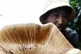 稀奇！“一米多长、两个头大”的鸡枞菌你见过吗？图片