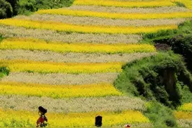 美！阿坝茂县牛尾村这片油菜花海藏不住了图片