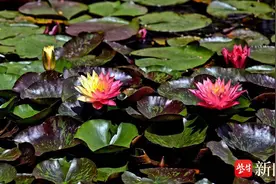 南京莫愁湖“百变女王”万维莎绽放！早晨“打卡”可观赏最佳效果图片