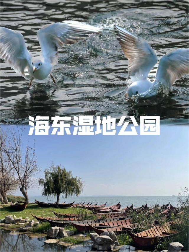 昆明进入红嘴鸥最佳观赏季，周末乘地铁去打卡吧