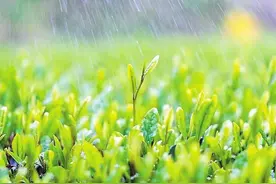 【二十四节气】谷雨春光晓 山川黛色青图片