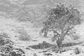 河南多地大到暴雪！多条高速禁止上站图片