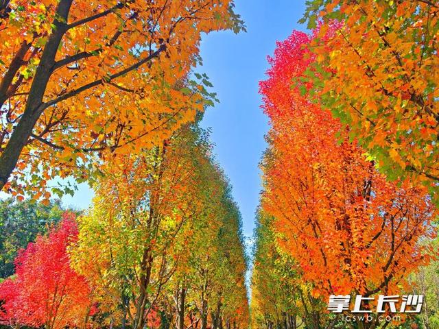 湖南农大枫叶进入最佳观赏期，错过等一年