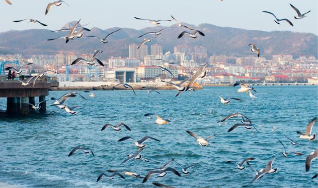 治愈天花板！快来“鸥”遇冬日山东