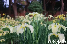 端午将近，来扬州邂逅万盆花菖蒲图片