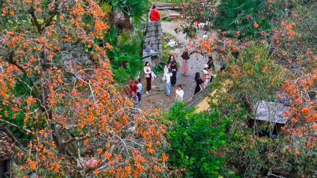 屏南：柿子红了，村子火了