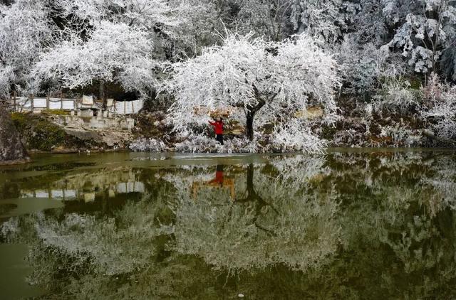多图直击融水雾凇美景