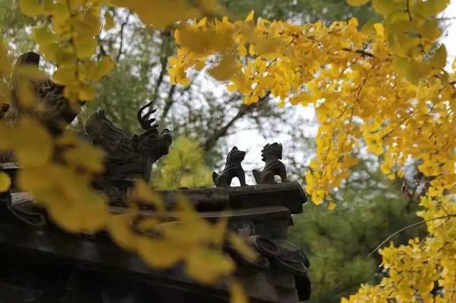 再见十月的圆明园！在时光褶皱里寻秋日诗韵。