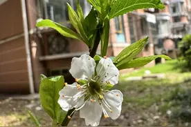 江苏南部今天最高气温创纪录，后天夜里起全省有雨！图片
